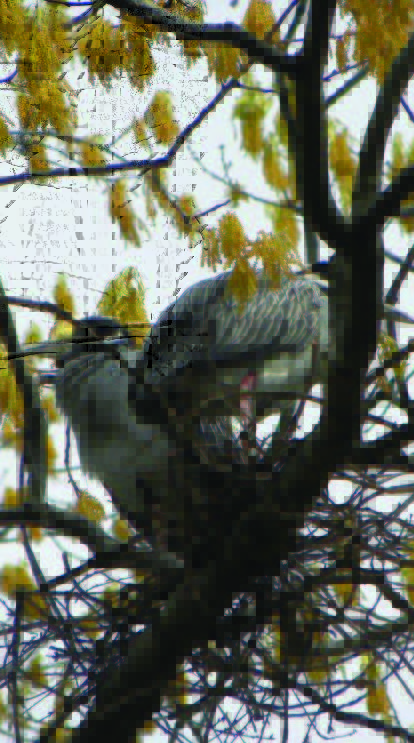 One of three pairs of Yellow-crowned Night Herons that can be found in trees along Oglethorpe Street. Photo courtesy Fred Seitz.