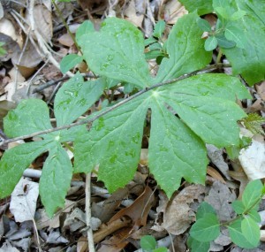 Mayapples are making a comeback in Magruder Park. Photo courtesy Fred Seitz.