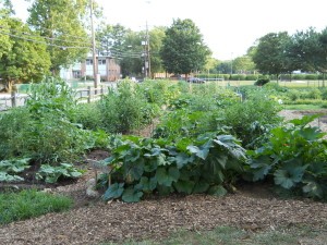 The Hyattsville Community Garden's first growing season was bountiful. Photo courtesy Dave Roeder (2011)