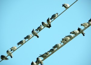 Pigeons perch on power lines near the West Hyattsville Metro. Photo courtesy fred Seitz.