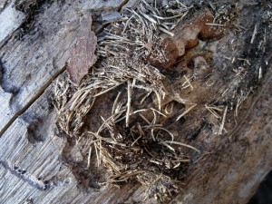 The nests of pine borer larvae resemble miniature bird nests.  Photo courtesy Fred Seitz.