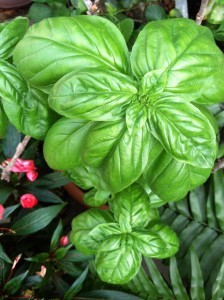 Basil and other herbs can weather the dog days of summer. 