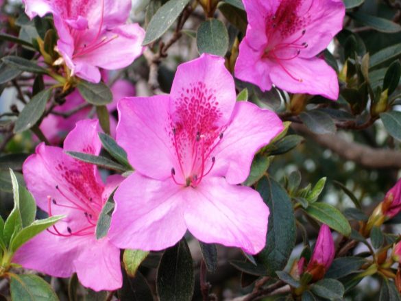 Rhododendron simsii WZBGSG