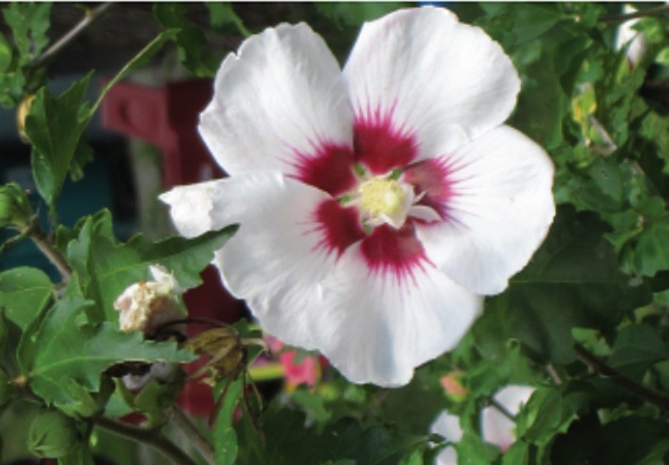 Miss Floribunda: Roses added to native plant sale offerings