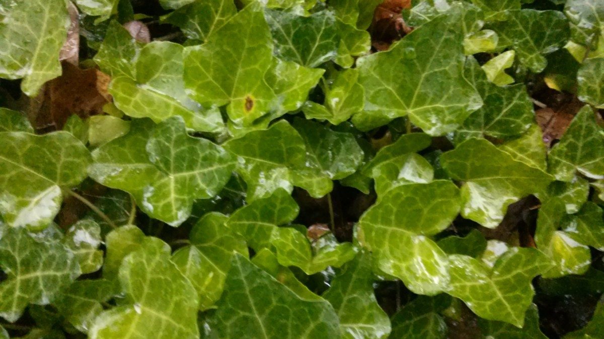 Miss Floribunda: Ivy may be causing basement moisture