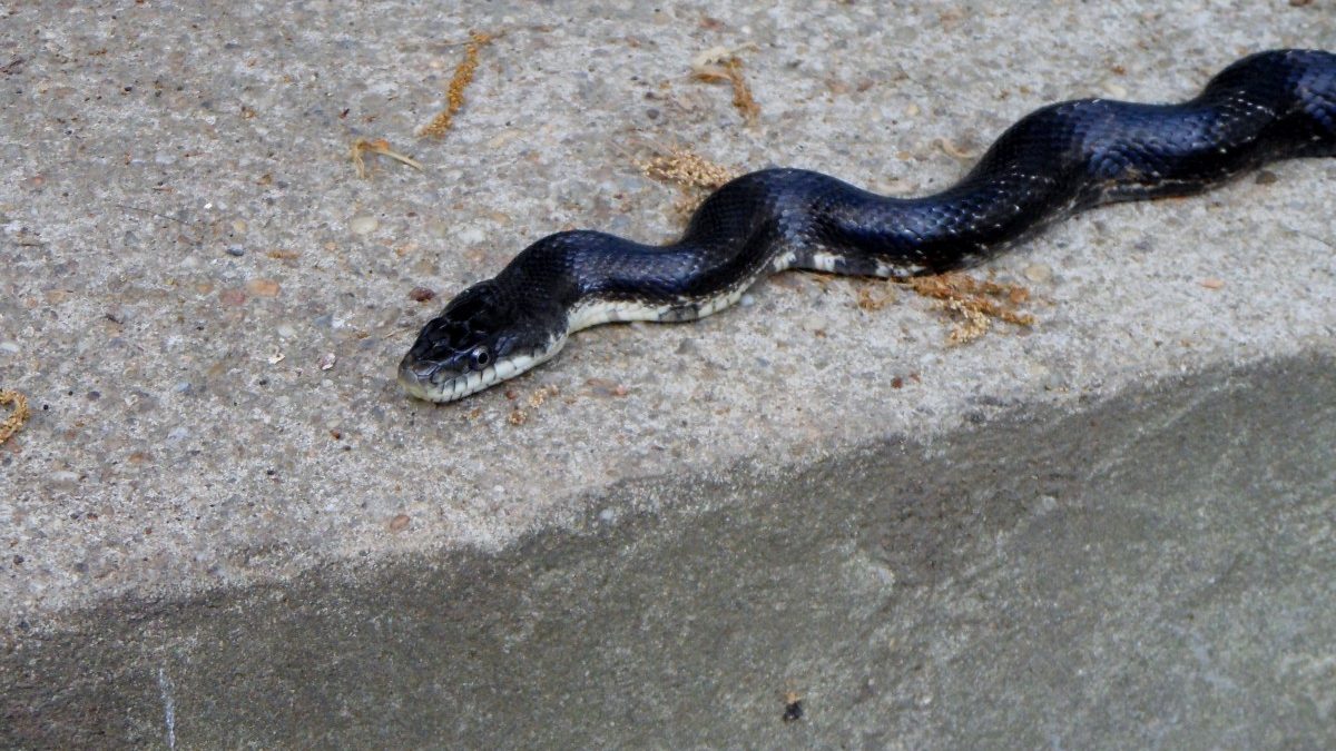 Nature Nearby: Snake not in the grass