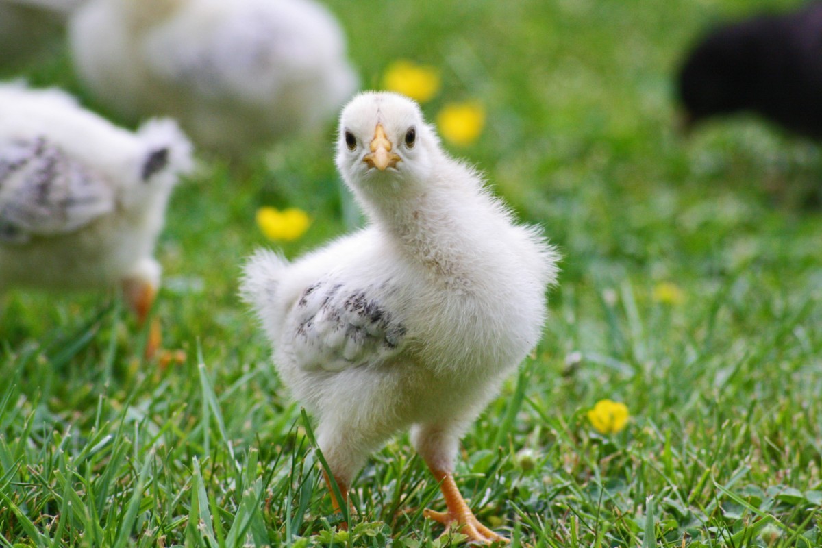 City considers lifting ban on backyard chickens