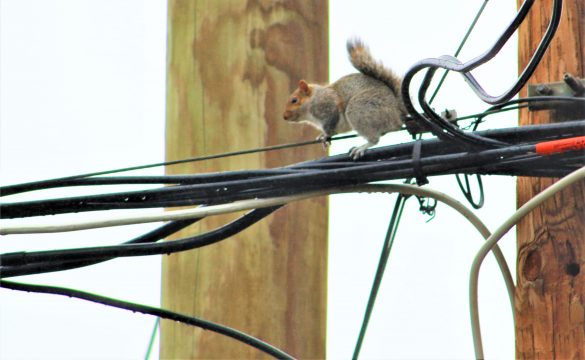 Squirl on wire1