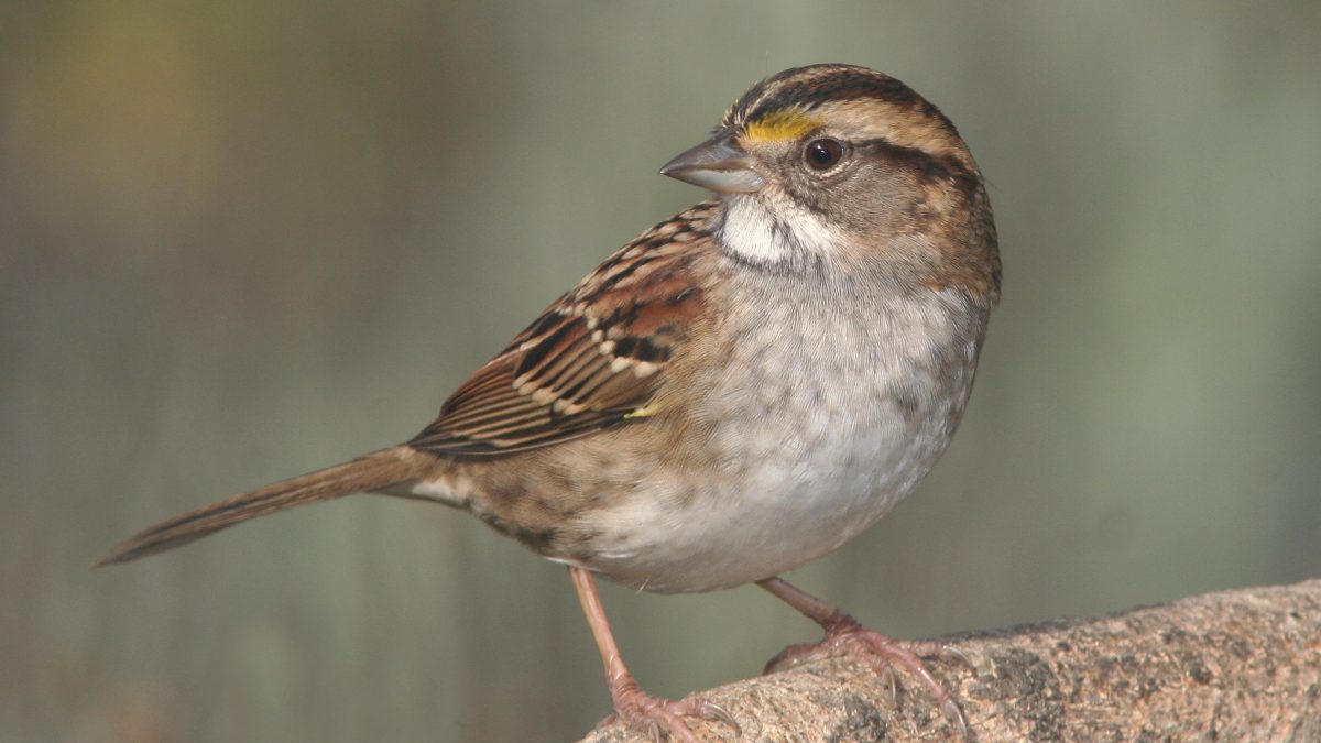 Nature Nearby: Sparrows are confusing