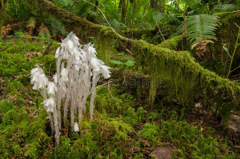 Indian pipe 1