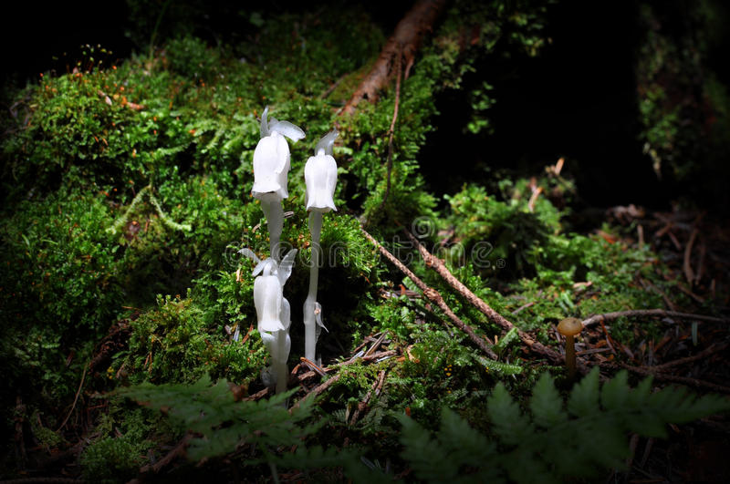 Indian pipe 2