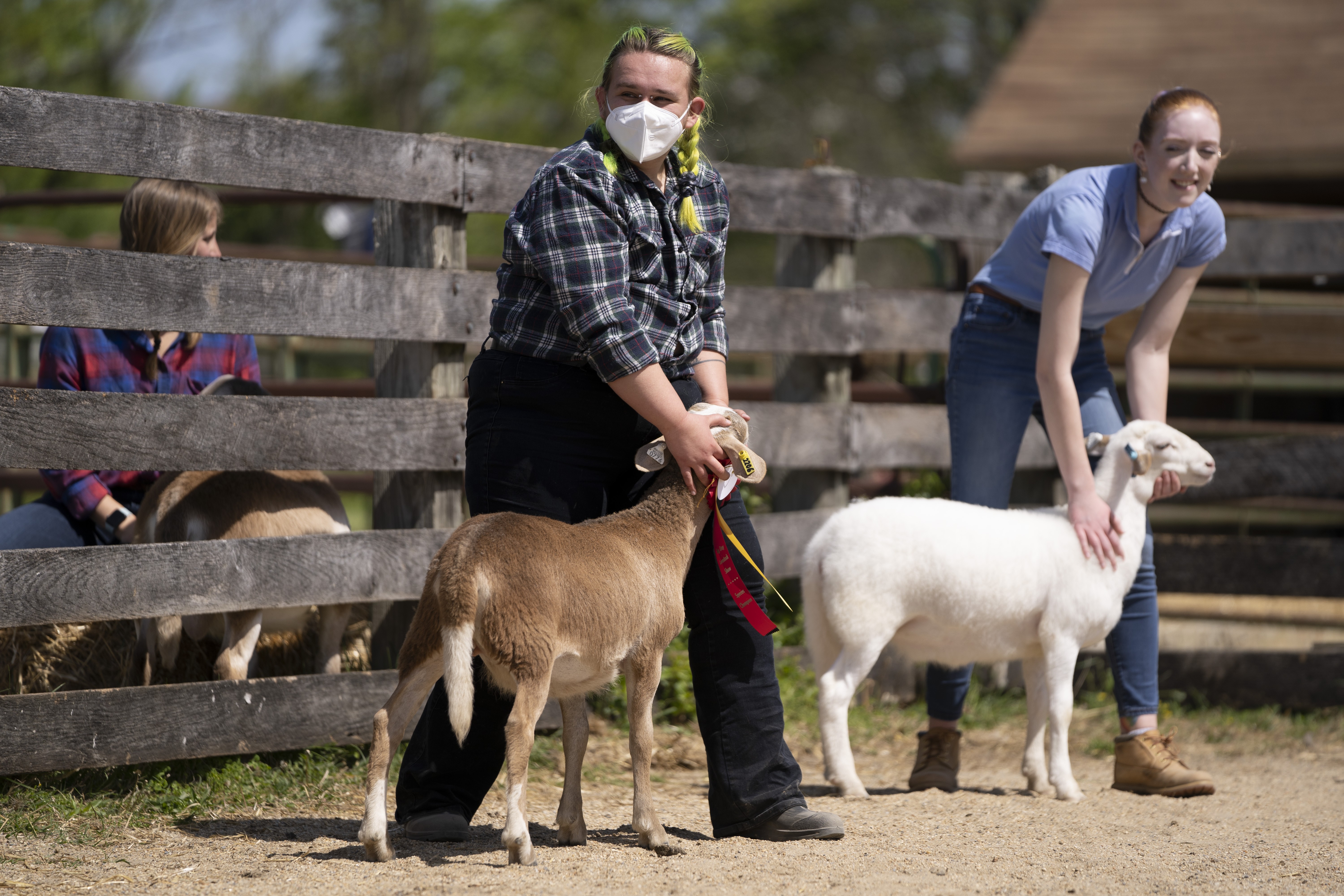 Block and Bridle shows lambs on Maryland Day