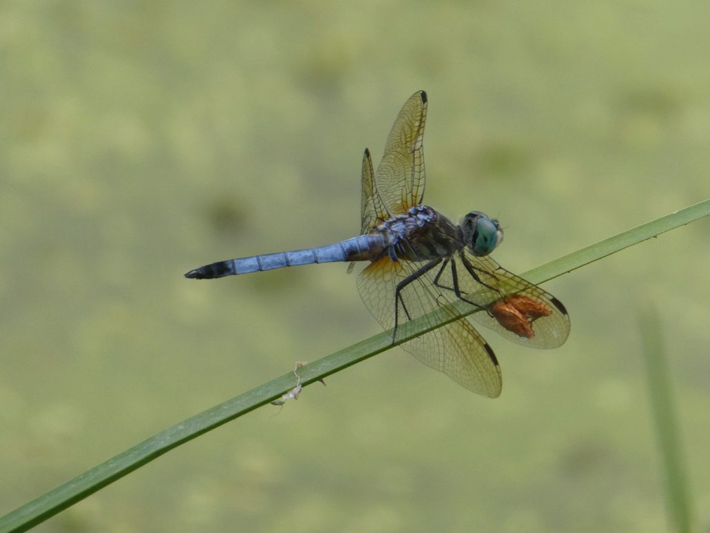 Blue Dasher for CPW