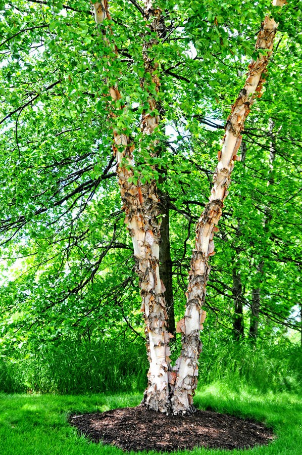 river birch tree image 93653986