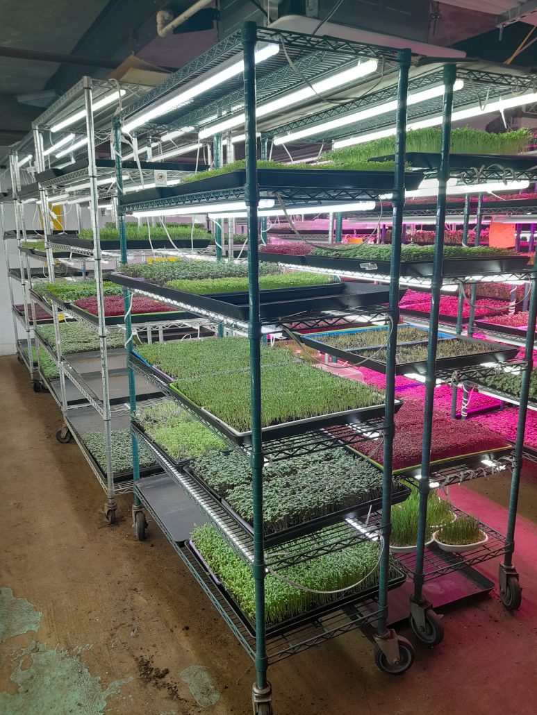 shelves of microgreens