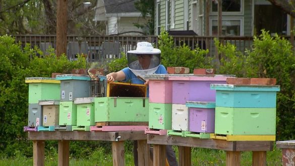 Maggie Mills beekeeping 1