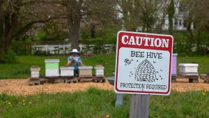 Maggie Mills beekeeping 2