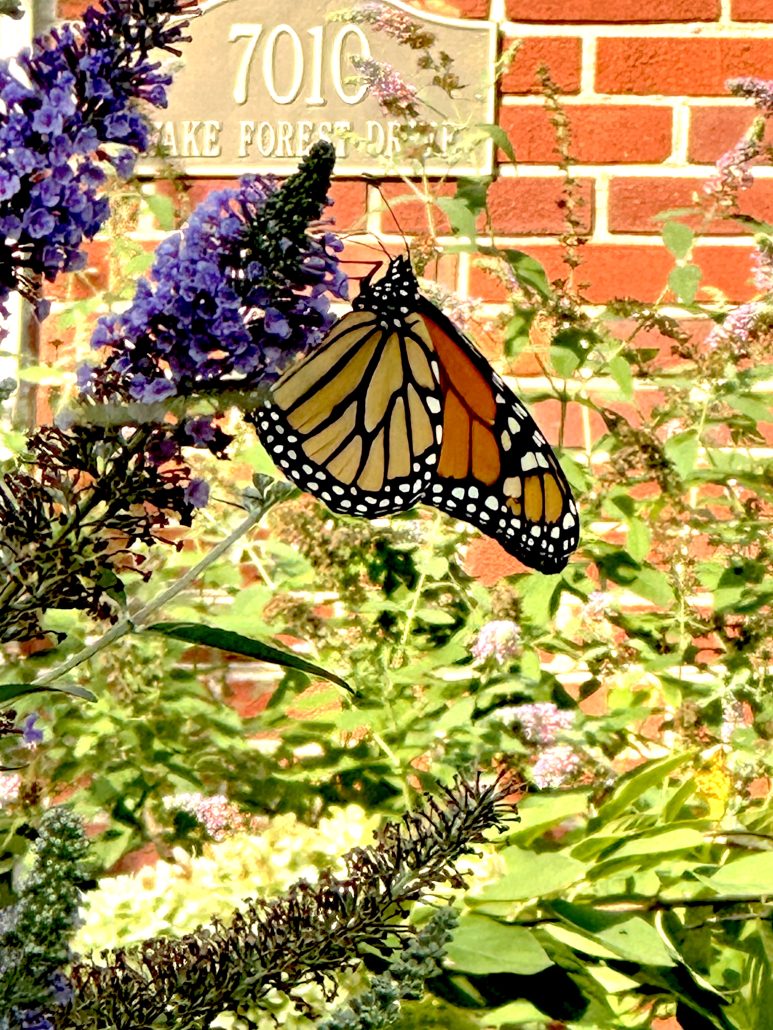 Monarch outside Coogans