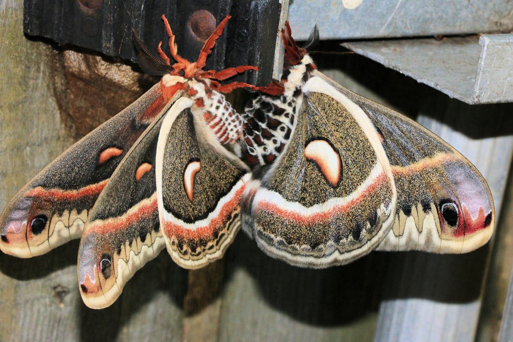 Cecropia Moth Ontario Hyalophora cecropia 4371