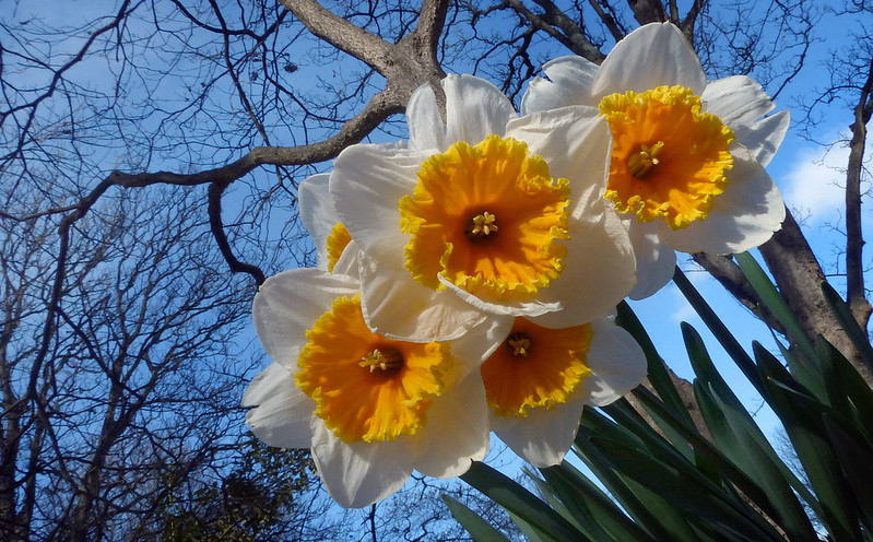 February 22, 2024: Daffodil-icious Leap-Day Edition
