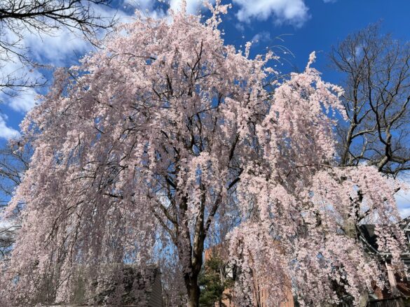 Giant weeping cherry tree in full bloom