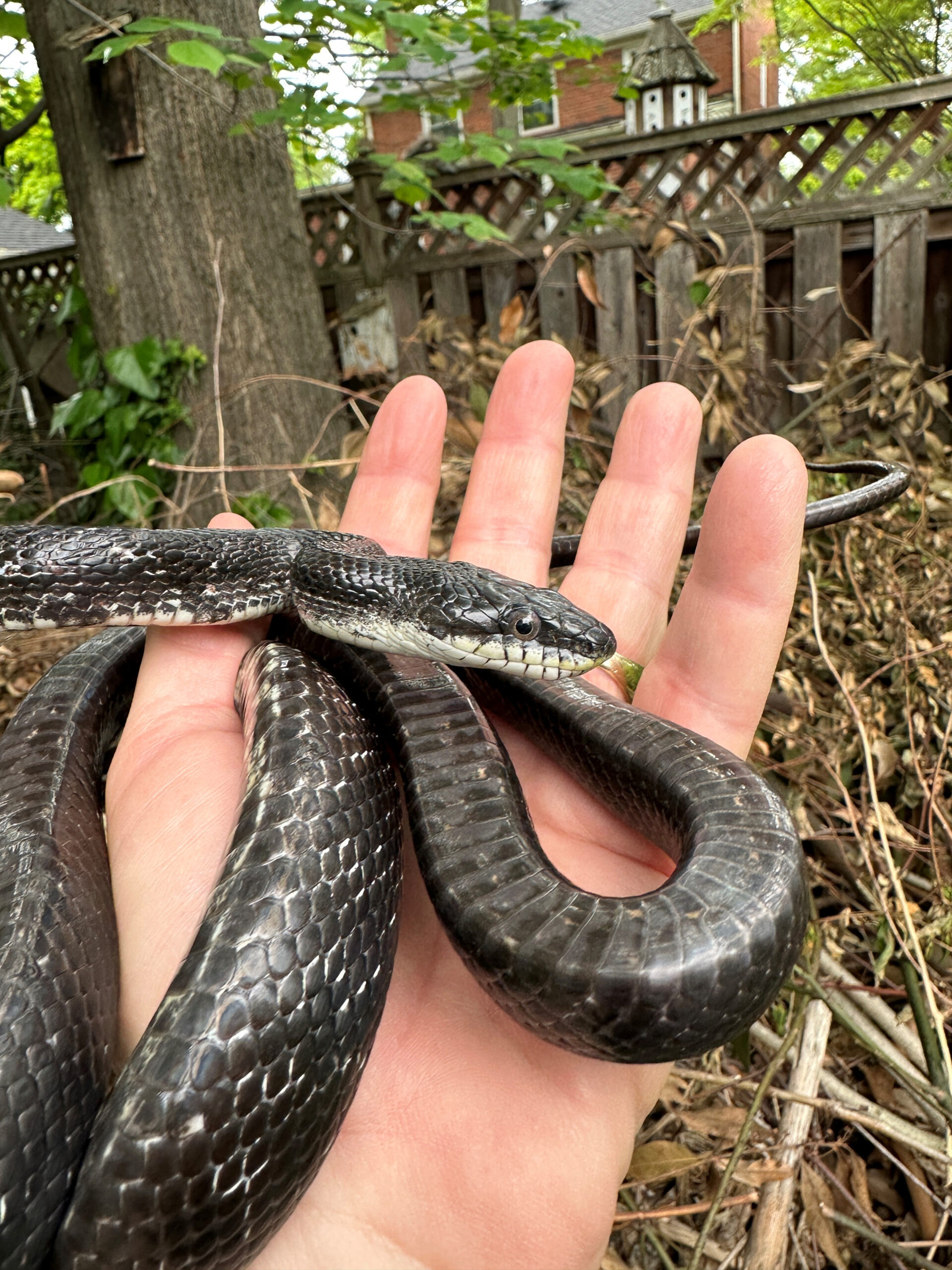 College Park Wild: Snakes in the suburbs: All black snakes are not the same