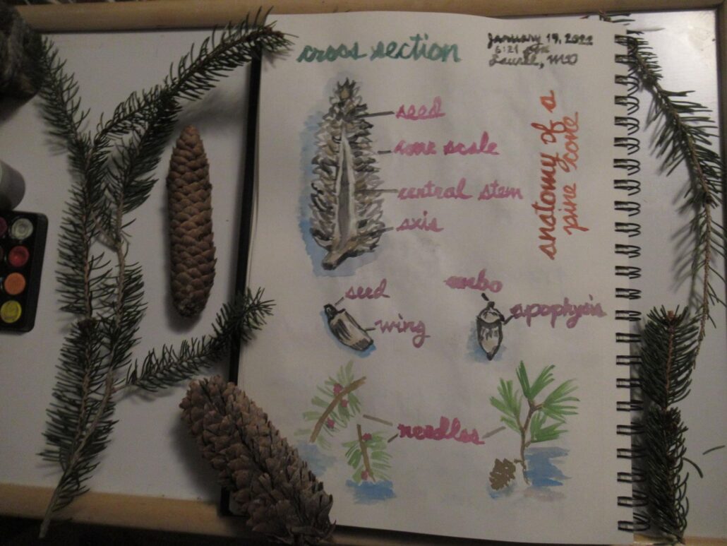 Agnes’ sketches of some pine cones and needles she picked while walking in West Laurel.