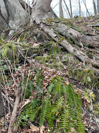 Christmas fern hugging a rocky slope.