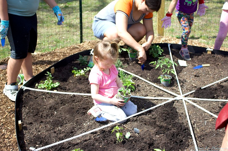 kids planted peppers, tomatoes and other typical pizza toppings in a garden plot divided into triangles like pizza slices.