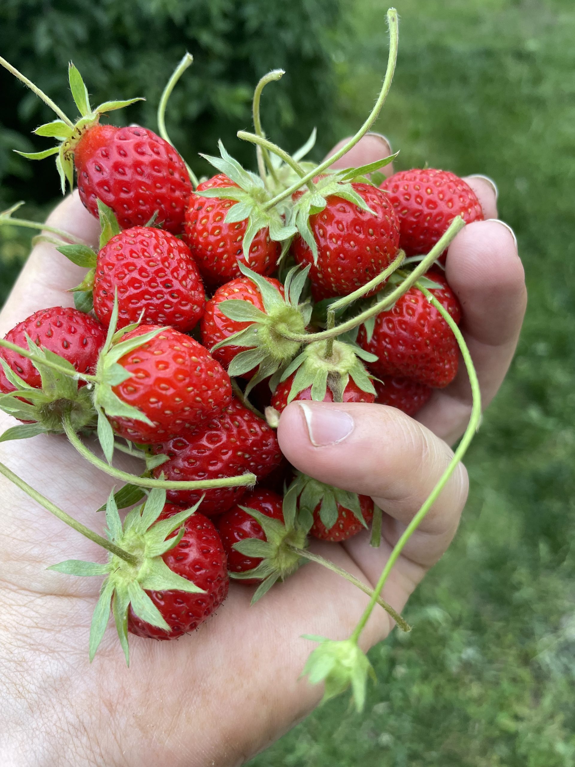  WILD STRAWBERRY 17点セットまとめ売り Why every garden needs wild strawberries - The Laurel Independent